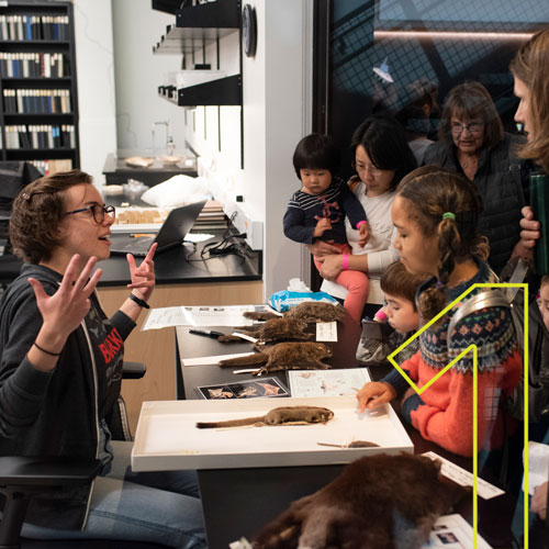 a woman talks to visitors with mammal specimens on the table between them