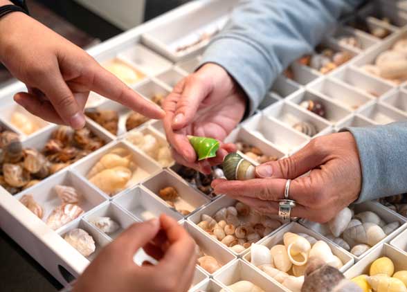 snail shell specimens