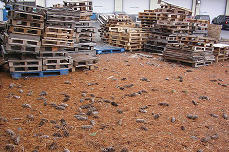 A large scattering of pine cones on the ground and piles of wooden pallets