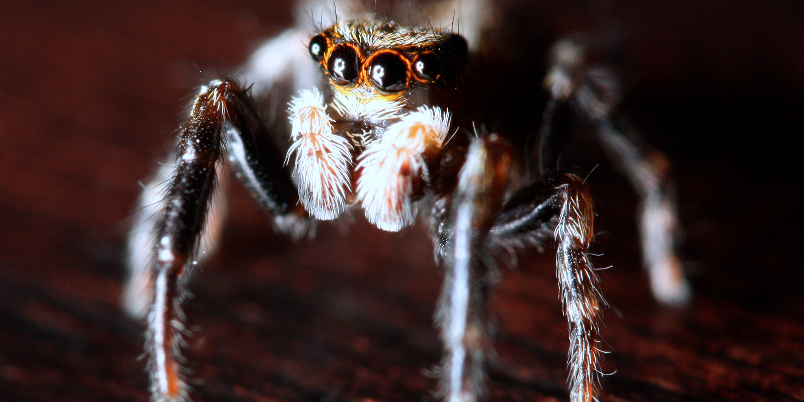 A close up view of the front of a live male spider