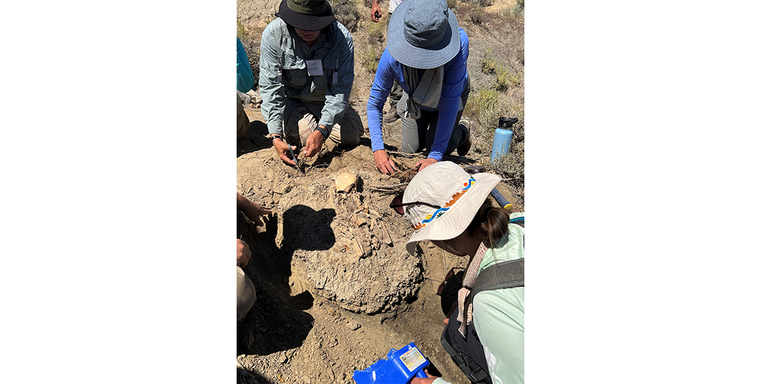 A second group working together to clear the rock matrix from around a presumed triceratops femur.