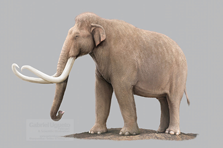 A paleoillustration of the Columbian Mammoth.