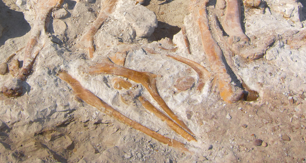 fossil bones in the ground