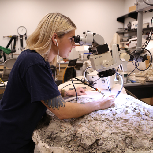 a woman looks through a microscope while removing rock from a large fossil