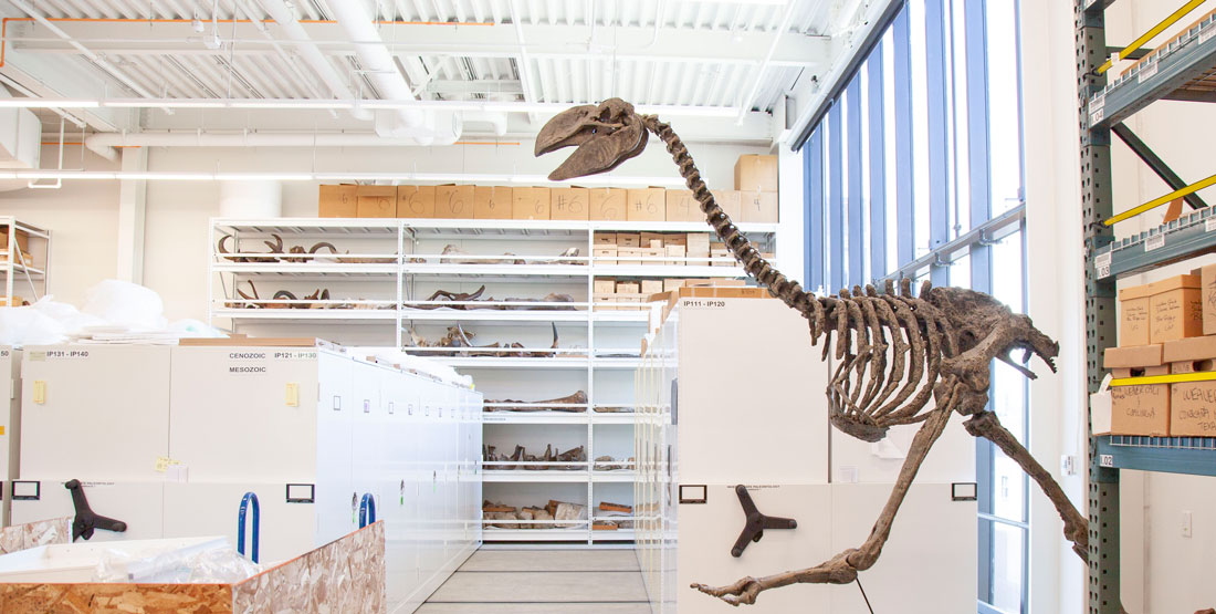 an articulated terror bird in the paleontology collection space with cabinets and shelves behind