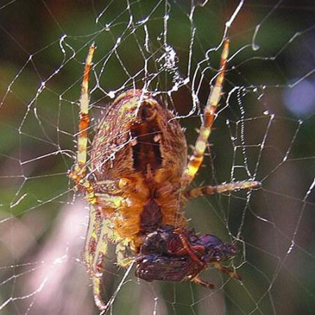 cross spider consuming its prey