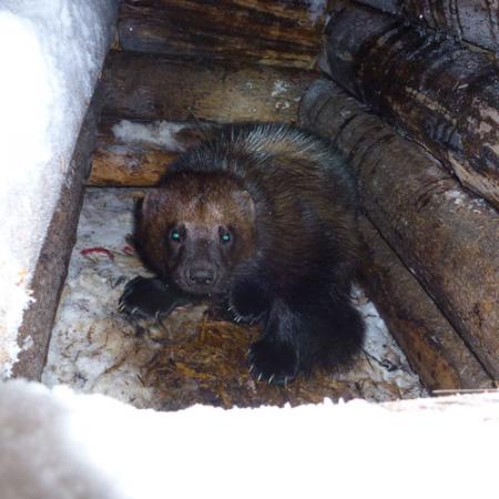 A wolverine inside of a wooden log structure covered in snow