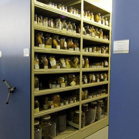 open shelves within the fish collection