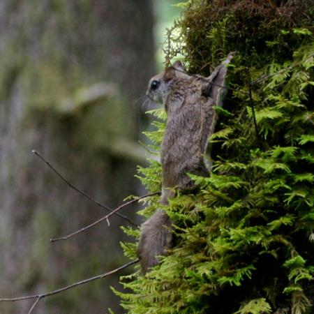 a flying squirrel sits on a tree in a dense forest