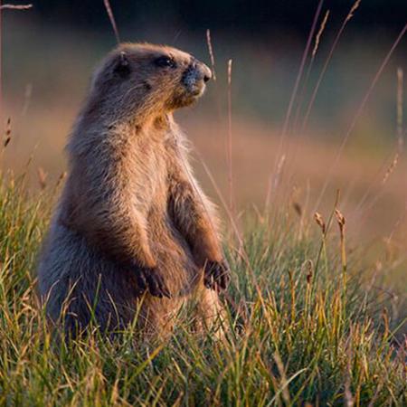 a marmot stands on its hind legs in a prairie
