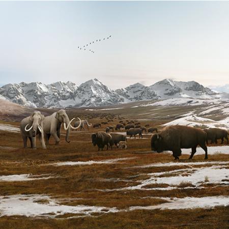 An Ice Age scene depicting Columbian mammoths and early buffalo in an icy tundra.