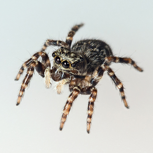 close up of a spider