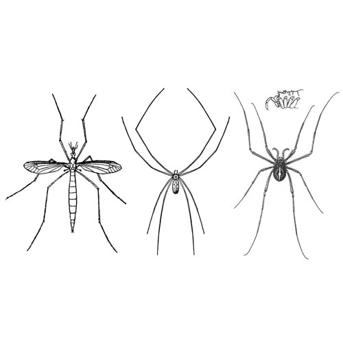 Cellar Spider Vs Daddy Long Legs - What Are You Actually Seeing? - The Pest  Informer