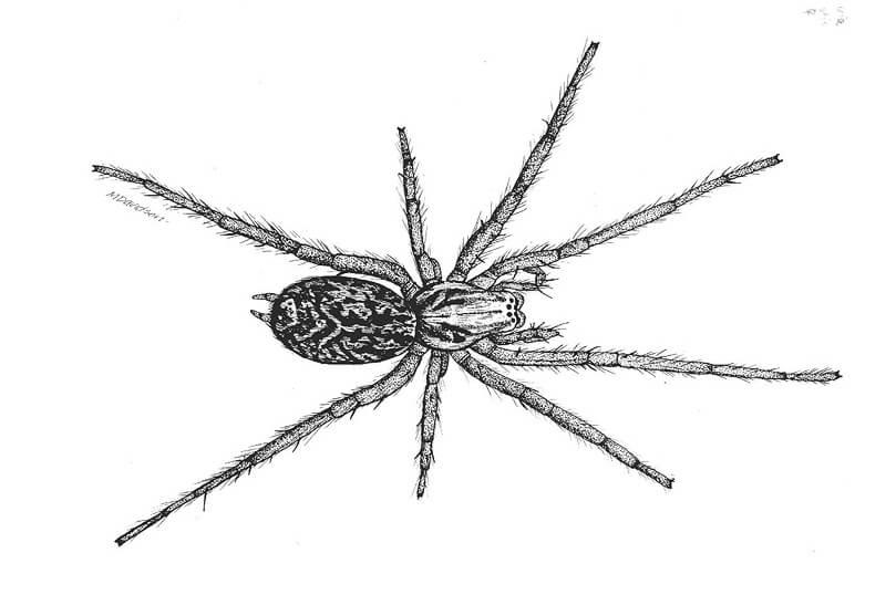 hobo spider identification