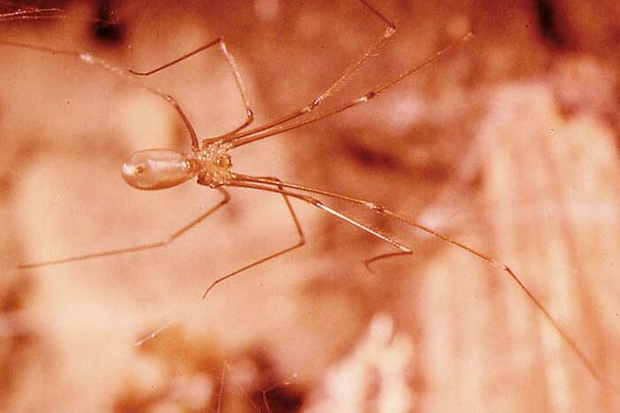 How did daddy long legs spiders get their name? - Quora