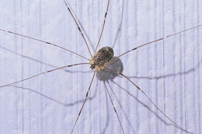 are daddy long leg spiders poisonous to dogs