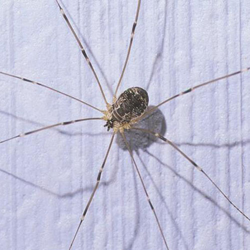 Daddy-long-legs with babies : r/spiders