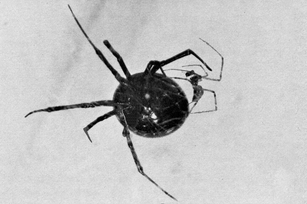 female black widow spider