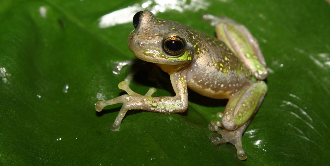 Hope for Mexico's frogs