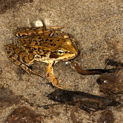 Cascades Frog | Burke Museum