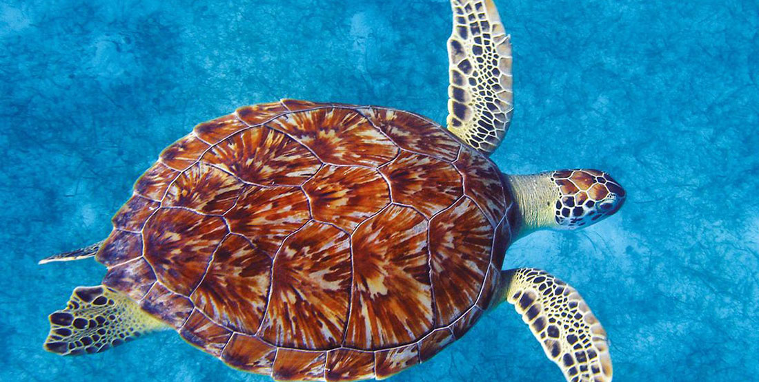 Green Sea Turtle Shell