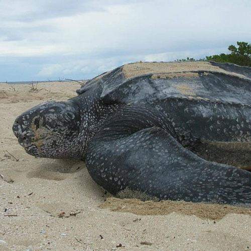 Leatherback Sea Turtle | Burke Museum