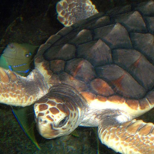 Loggerhead Sea Turtle | Burke Museum