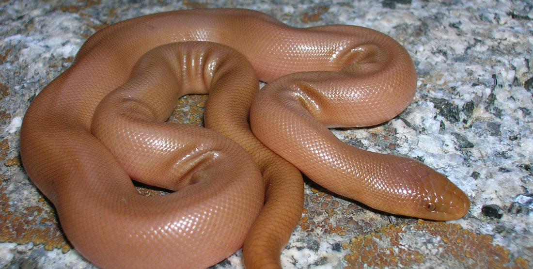 rubber snakes for sale