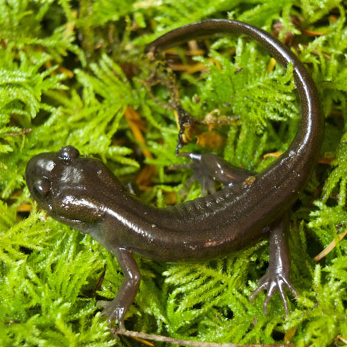 small brown salamander on bright green vegetation