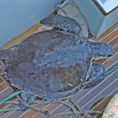 Olive Ridley Sea Turtle | Burke Museum