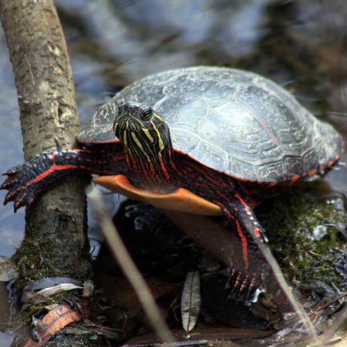 Painted Turtle | Burke Museum