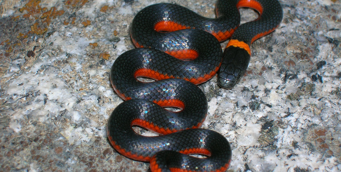 Змея с красными пятнами на голове фото