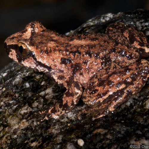 Rocky Mountain Tailed Frog | Burke Museum