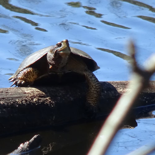 Western Pond Turtle | Burke Museum