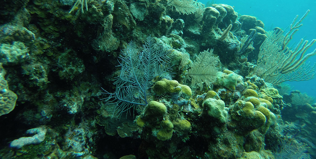 Deep dive into the spectacular waters of Roatan | Burke Museum