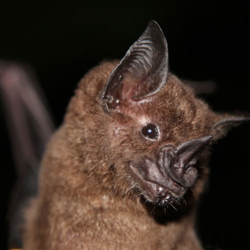 Researching tropical bat diversification | Burke Museum