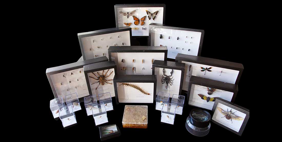 contents of insects and arthropods burke box