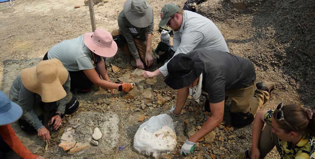 DIG participants work to expose a triceratops frill. 