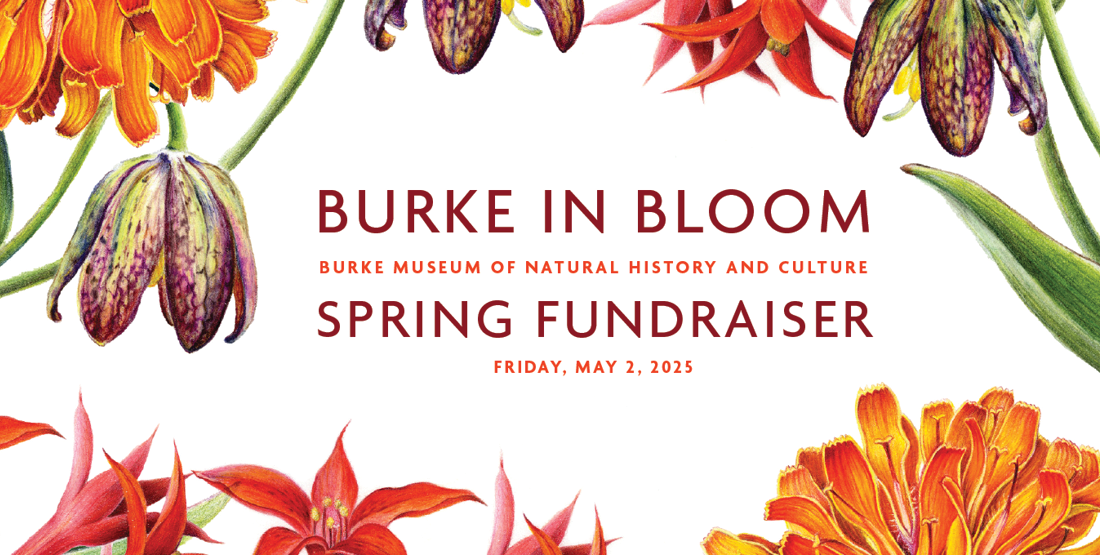 burke in bloom burke museum of natural history spring fundraiser