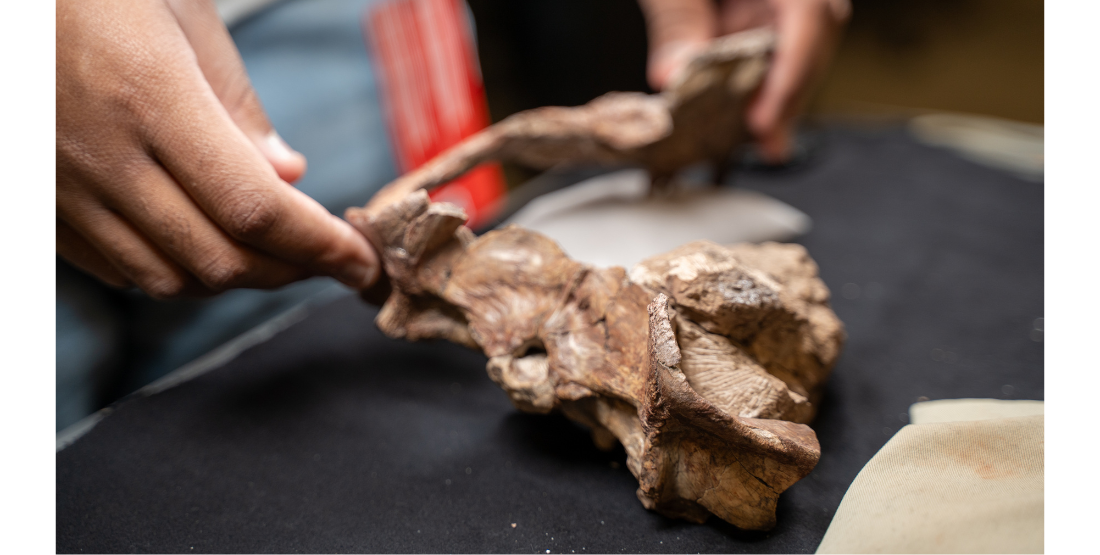 close up of hands and a gorgonopsid fossil