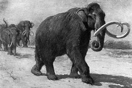 Diggin' the South Lake Union Mammoth | Burke Museum