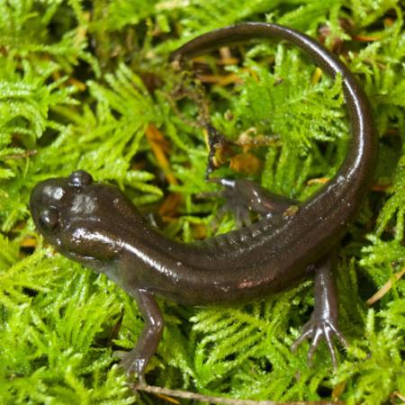 Western red-backed salamander  Washington Department of Fish & Wildlife