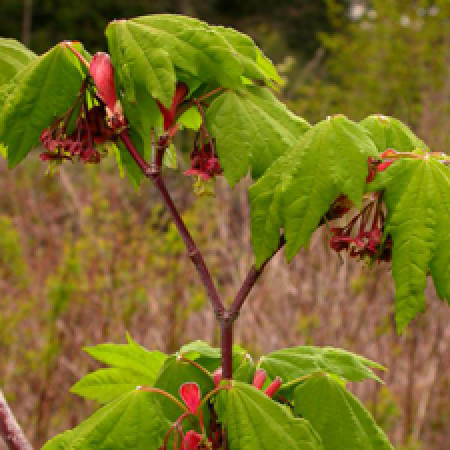 close up of a tree branch