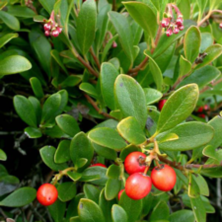 close up of a plant