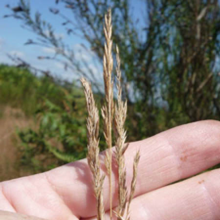 close up of a plant in a person's hand