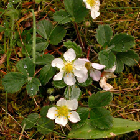 close up of a flowering plant