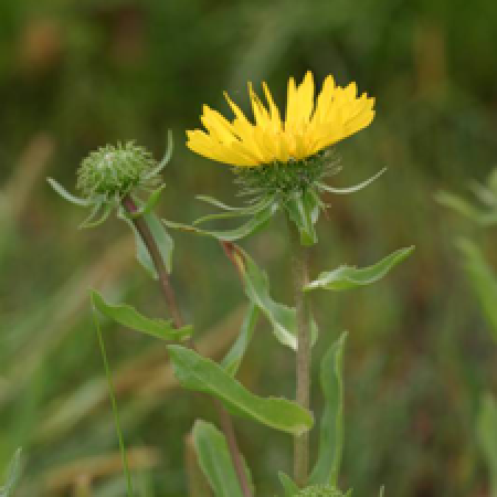 close up of a plant