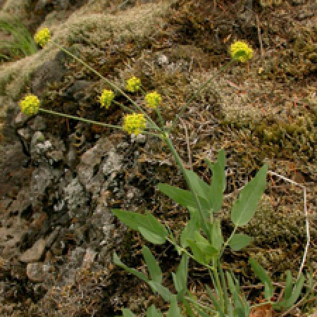 close up of a flowering plant