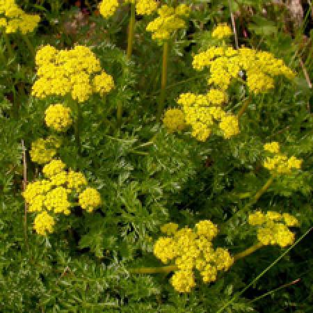 close up of a flowering plant