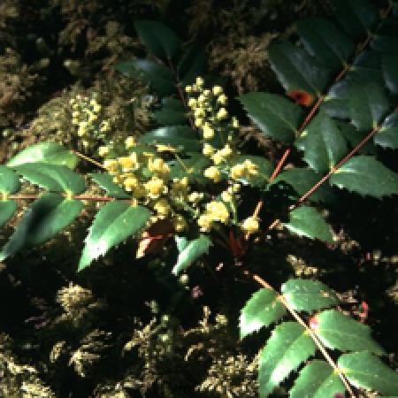 close up of a plant